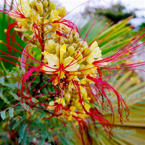 Full Download Caesalpinia A Revision Of The Poincianella Erythrostemon Group 