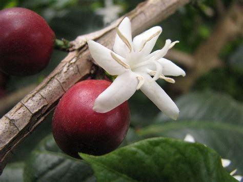cafe flor