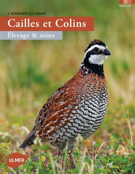 cailles et colins elevage et soins