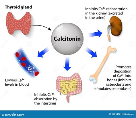 calcitonina