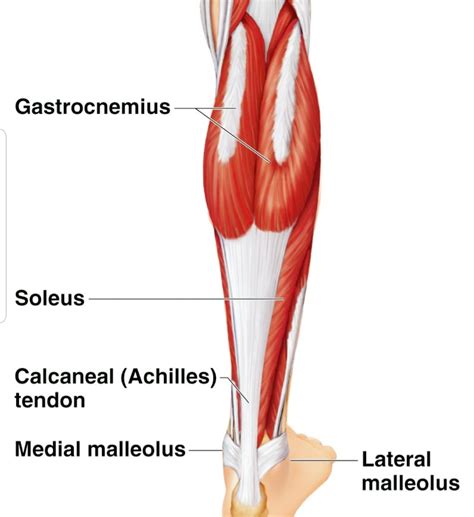 calf muscle adalah