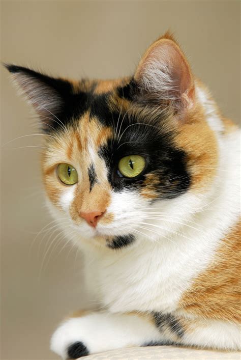 Calico Cat Rughookingmagazine Com Calico Cat Coloring Pages - Calico Cat Coloring Pages