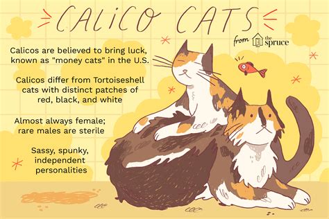 Calico Cat Traits