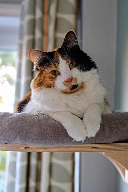 Calico Cat Wikipedia Calico Cat Coloring Pages - Calico Cat Coloring Pages