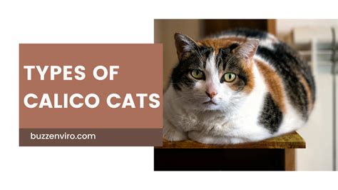 calico colors