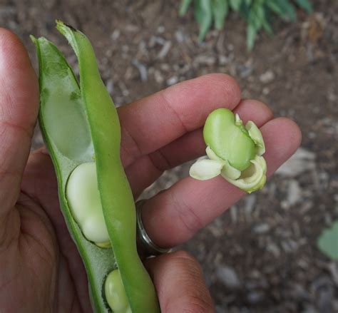 california bean