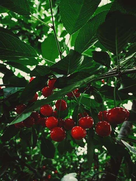 california cherry