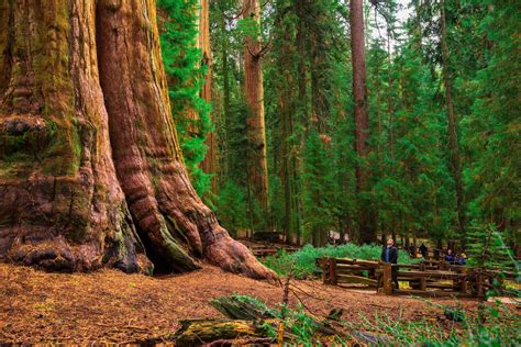 california forests
