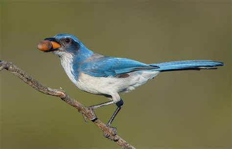 california jay