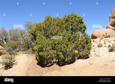 california juniper