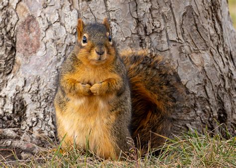 california squirrels