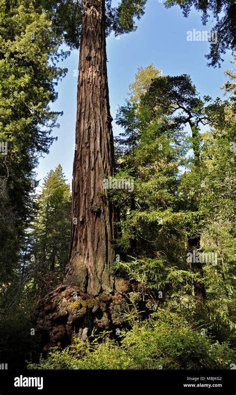 california state tree