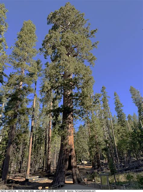 california tree