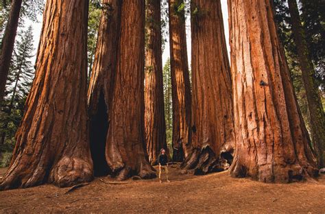 california trees