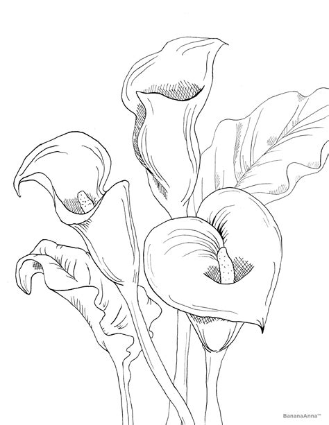 Calla Lilies Free Printable Coloring Pages Calla Lily Coloring Page - Calla Lily Coloring Page