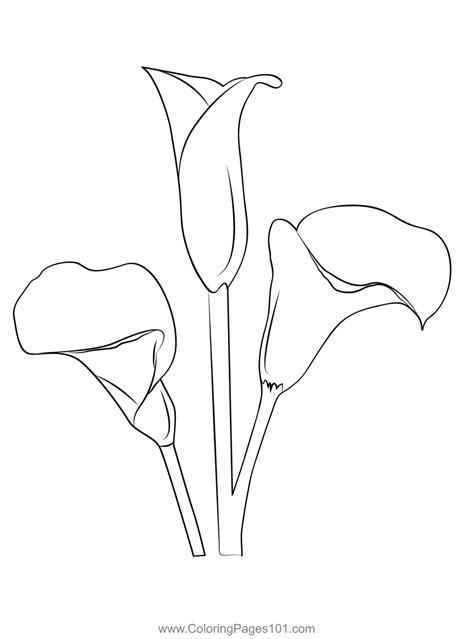 Calla Lily Coloring Page   Beautiful Lily Coloring Pages For Kids Printable And - Calla Lily Coloring Page