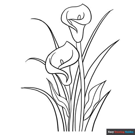 Calla Lily Coloring Page Easy Drawing Guides Calla Lily Coloring Page - Calla Lily Coloring Page