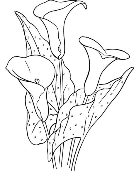 Calla Lily Coloring Pages At Getcolorings Com Free Calla Lily Coloring Pages - Calla Lily Coloring Pages