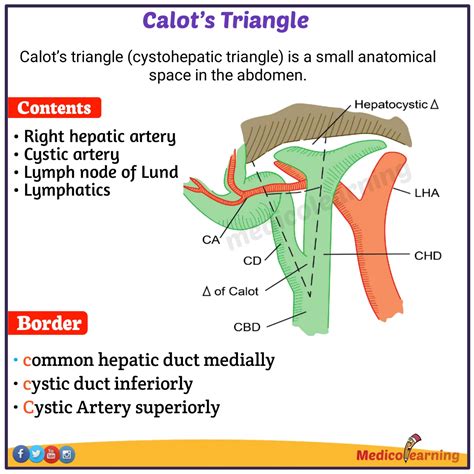 Calot's Triangle Boundaries