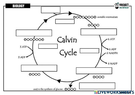 Calvin Cycle Exercise Live Worksheets The Calvin Cycle Worksheet - The Calvin Cycle Worksheet