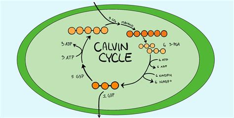 Calvin Cycle Ted Ed Biology Libretexts The Calvin Cycle Worksheet - The Calvin Cycle Worksheet