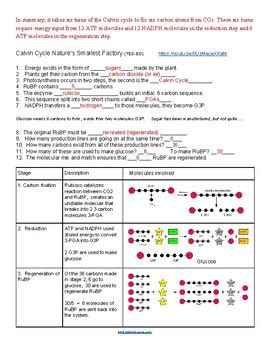 Calvin Cycle Ted Ed Key By Biologycorner Tpt Calvin Cycle Worksheet Answers - Calvin Cycle Worksheet Answers