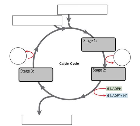 Calvin Cycle Worksheet Answers   The Calvin Cycle Quiz - Calvin Cycle Worksheet Answers