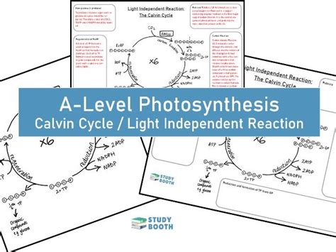 Calvin Cycle Worksheet Light Independent Reaction A Level The Calvin Cycle Worksheet - The Calvin Cycle Worksheet