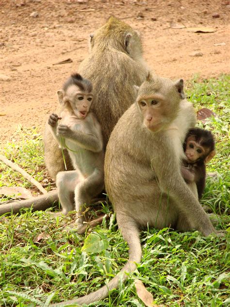 cambodia monkeys