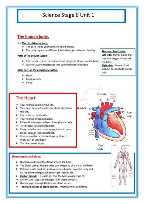 Cambridge Science 8 The Human Circulatory System Worksheet The Heart And Circulatory System Worksheet - The Heart And Circulatory System Worksheet
