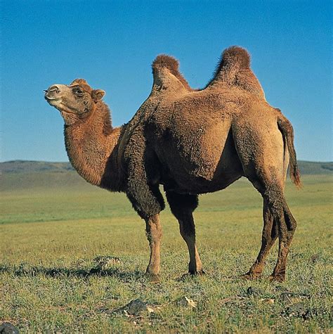 camel