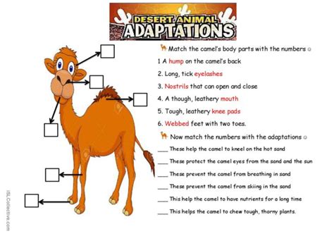 Camel Adaptations 5th Grade Reading Worksheets Book Buzz Worksheet 5th Grade - Book Buzz Worksheet 5th Grade