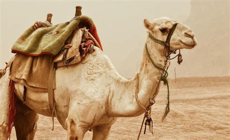 Camel Kosher