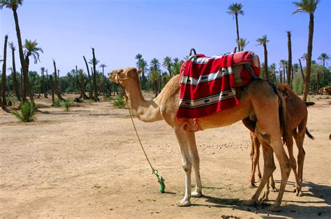 camel riding in Marrakech