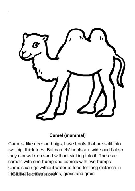 Camel Worksheet For Kindergarten   Extra Challenge Preschool Math Worksheets Free Pdf Worksheets - Camel Worksheet For Kindergarten