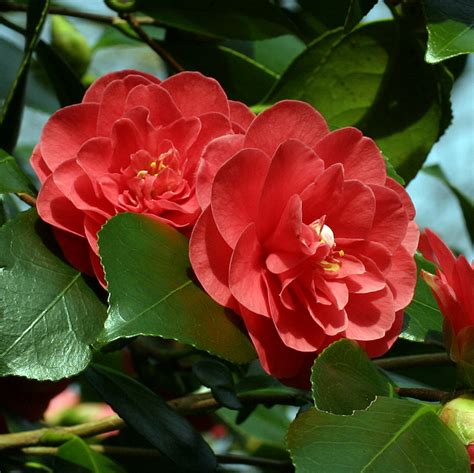 camellia-4