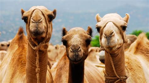 camellos