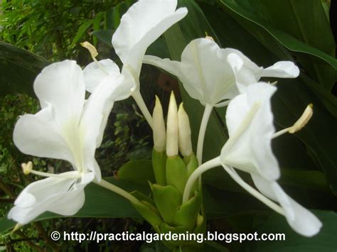 Camia Flower