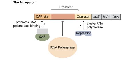Camp Lac Operon