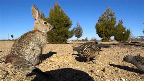 camrabbit