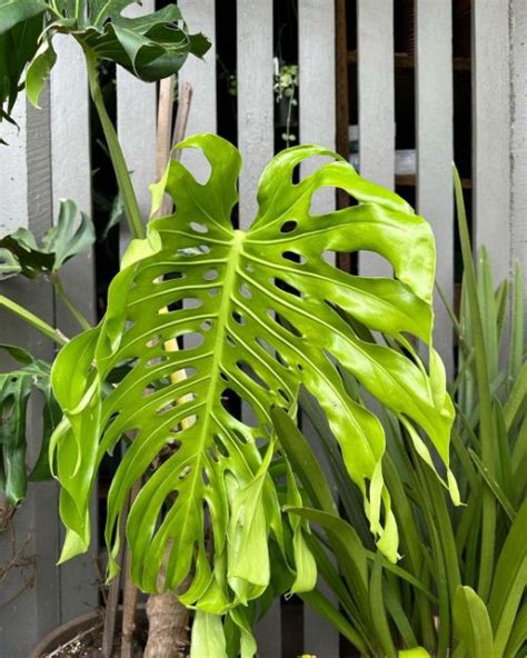 Can A Monstera Live Outside