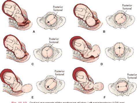 can baby movements predict labour process