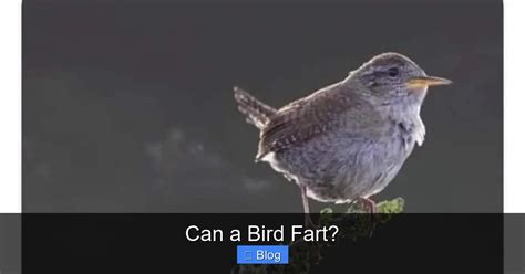 Can Birds Fart