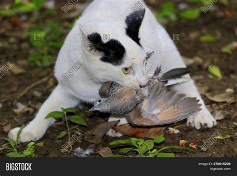 can cat and bird be friends