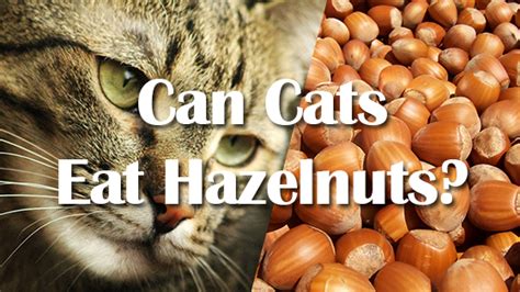 can cats have hazelnuts Pet Consider