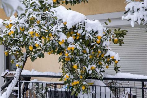 can citrus trees survive in winter