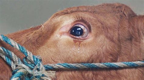Can Cows Cry Tears