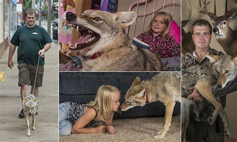Can Coyotes Be Tamed For Pets