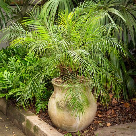 can date palms grow in pots