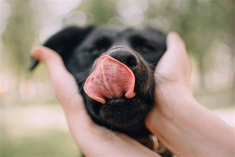 can dogs lick their noses